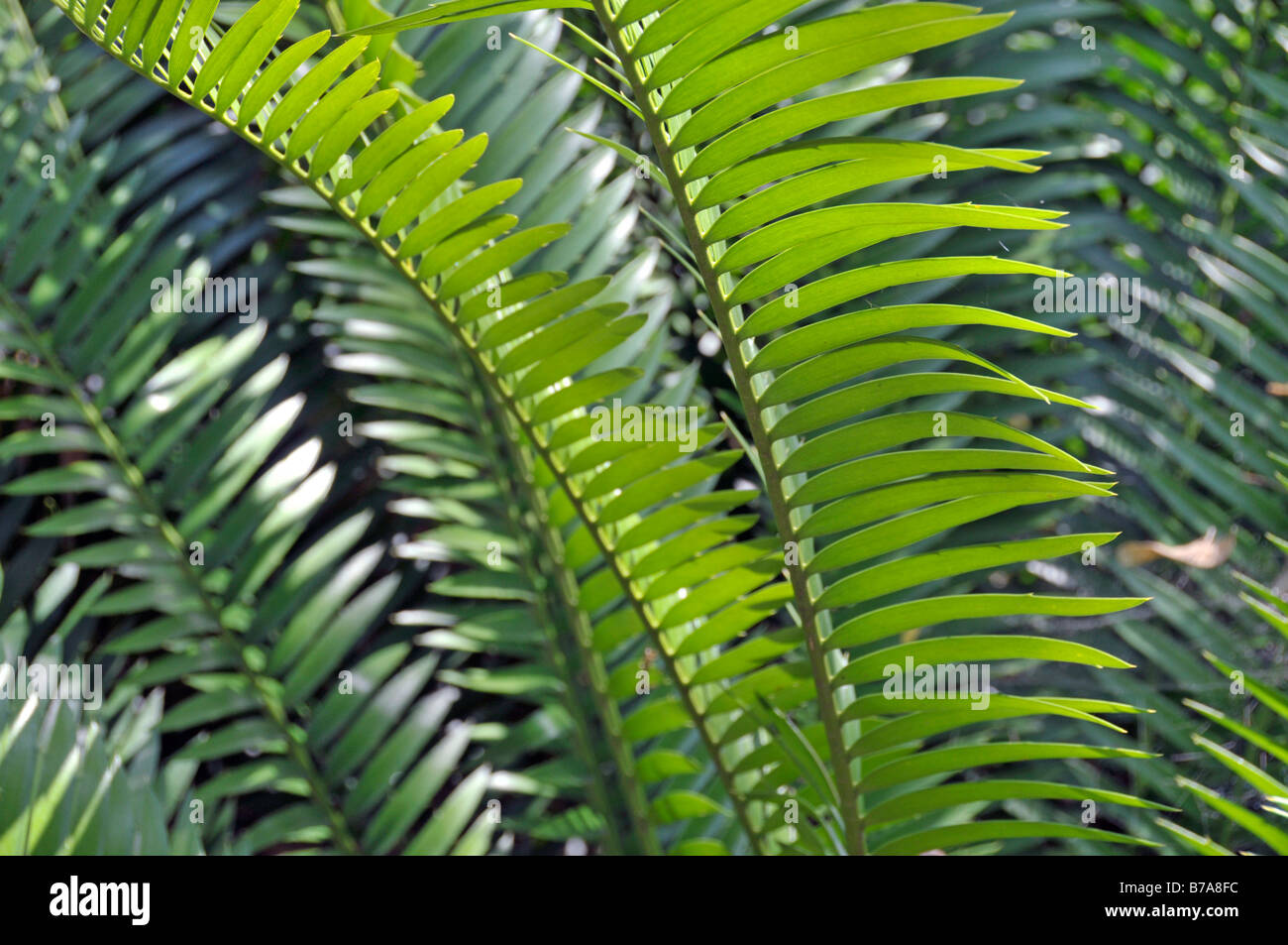 Cycad Encephalartos lebomboensis Lebombo (), Afrique du Sud, l'Afrique Banque D'Images