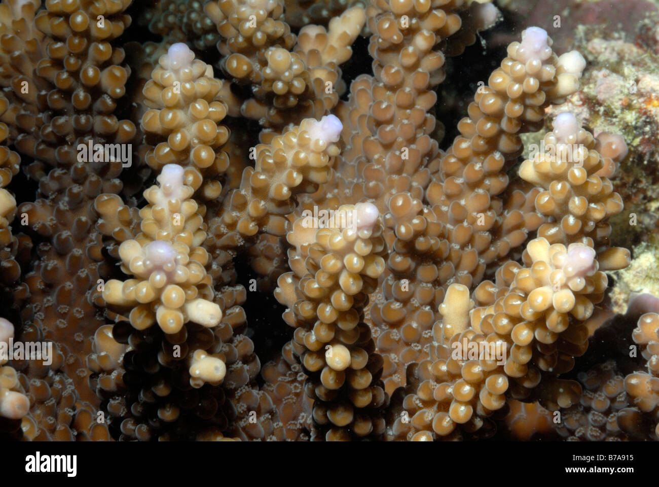 Close-up de polypes de corail dur, Mahe, Seychelles, océan Indien Banque D'Images