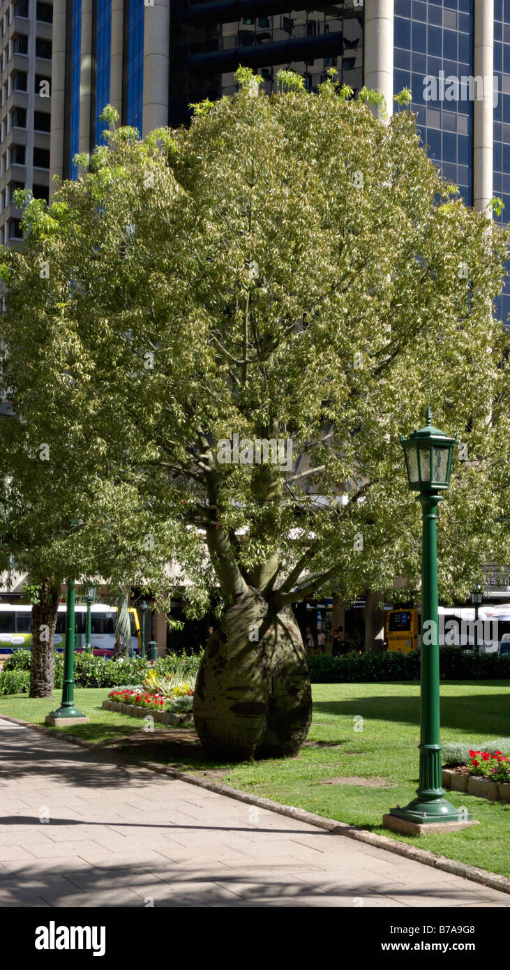 Arbre bouteille queensland brachychiton rupestris), (Anzac Square, Brisbane, Australie Banque D'Images