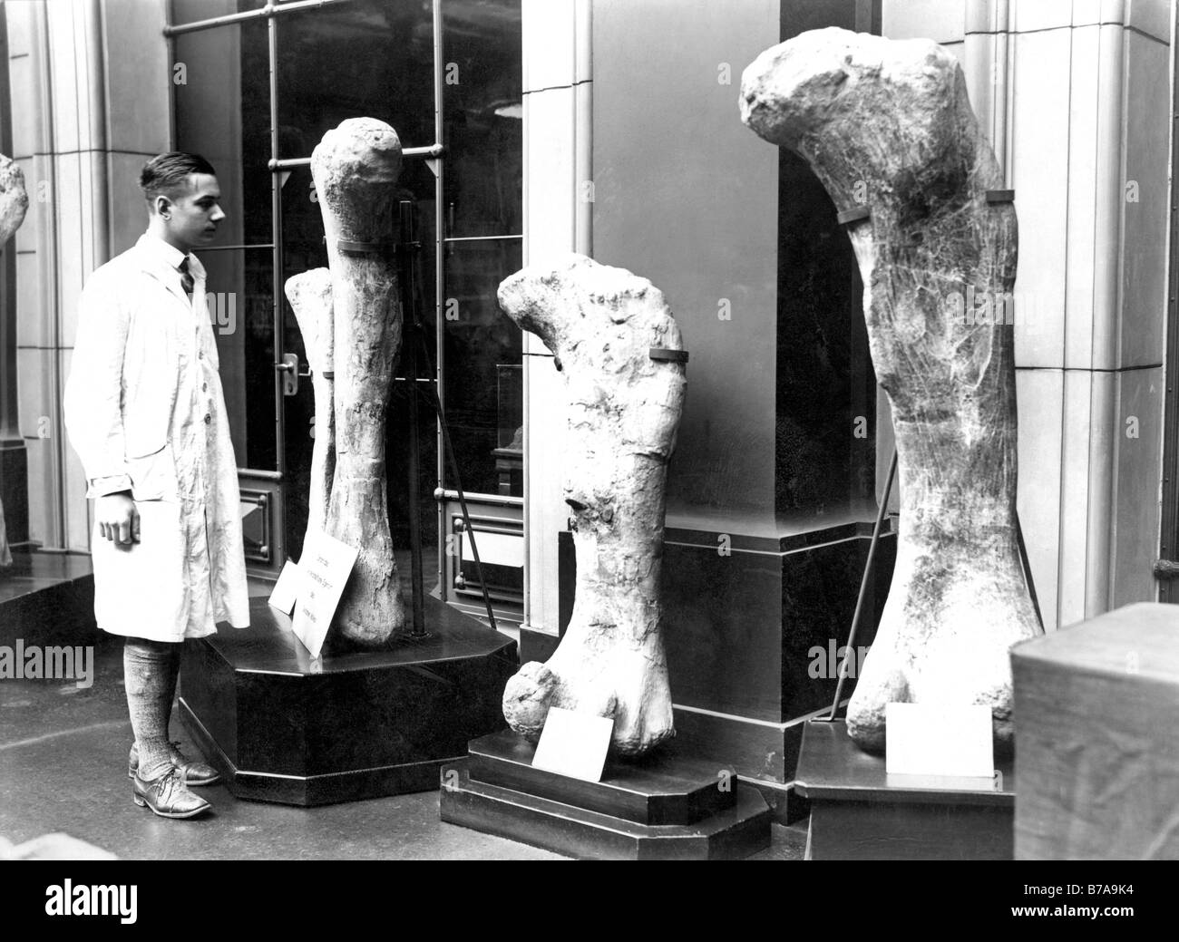 Photo historique, de la recherche scientifique avec des os de dinosaure, ca. 1925 Banque D'Images
