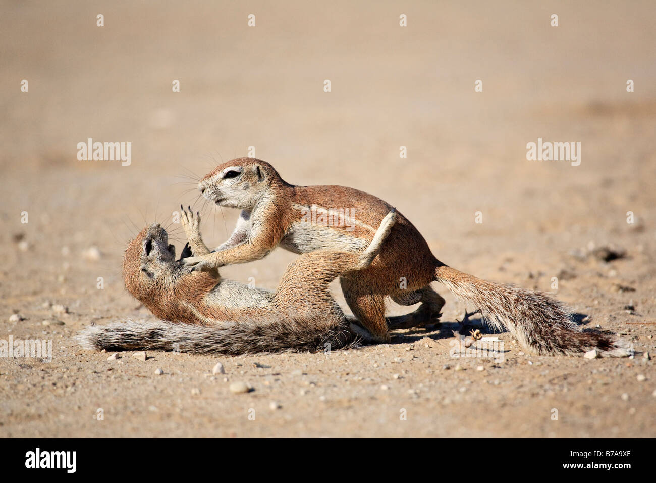 Les Spermophiles (Ha83 Unstriped rutilus) jouer et combats, Kalahari, Kgalagadi Transfrontier Park, Afrique du Sud, Botswana Banque D'Images