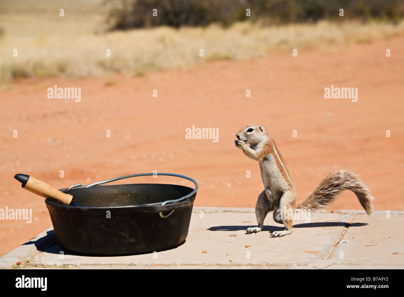 Unstriped ground squirrel (Ha83 rutilus) à côté d'un Potje, pot en fonte, Kalahari, Kgalagadi Transfrontier Park, Afrique du Sud, Banque D'Images