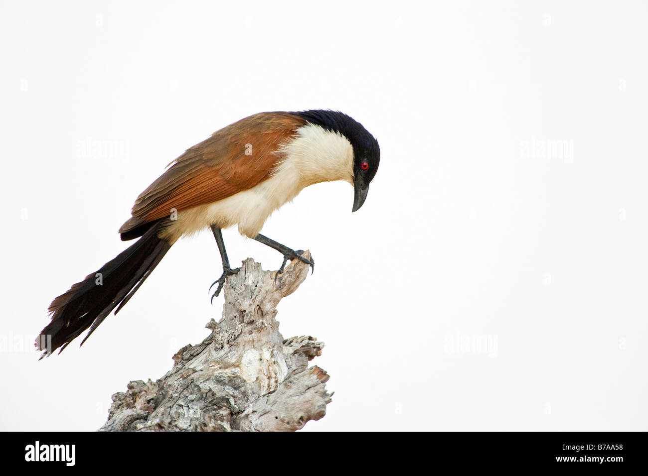 Coucal à sourcils blancs (Centropus burchelli), Moremi National Park, Réserve de Moremi la faune, Okavango Delta, Botswana, Africa Banque D'Images