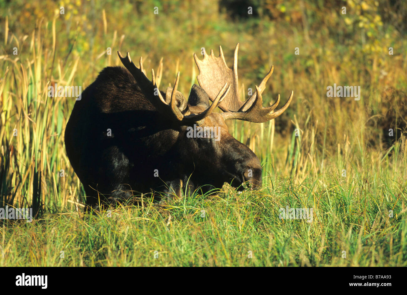 Bull Elk ou l'orignal (Alces alces), le parc national Elk Island, en Alberta, au Canada, en Amérique du Nord Banque D'Images