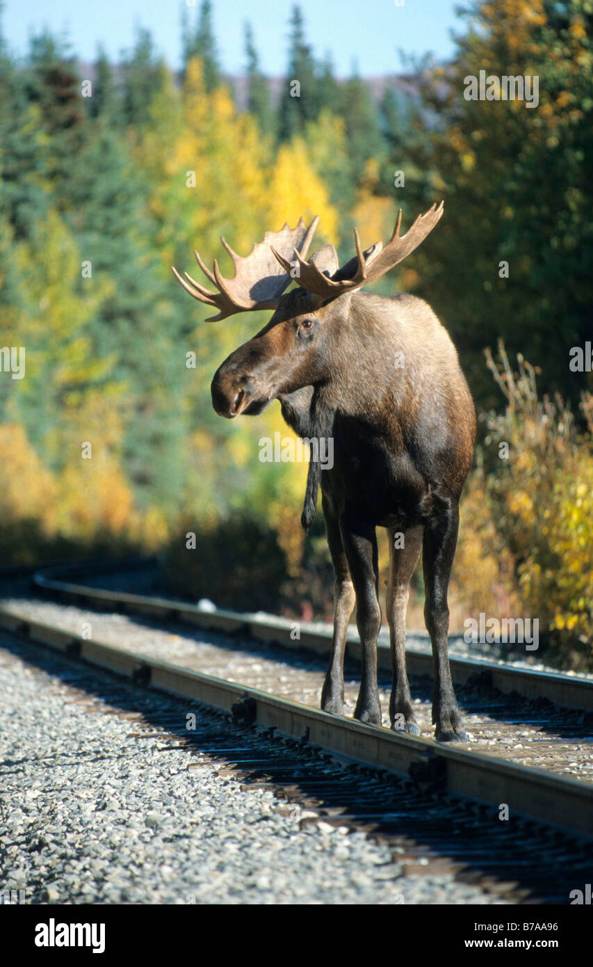 Bull Elk ou l'orignal (Alces alces) sur une ligne de chemin de fer, en Alaska, en Amérique du Nord Banque D'Images