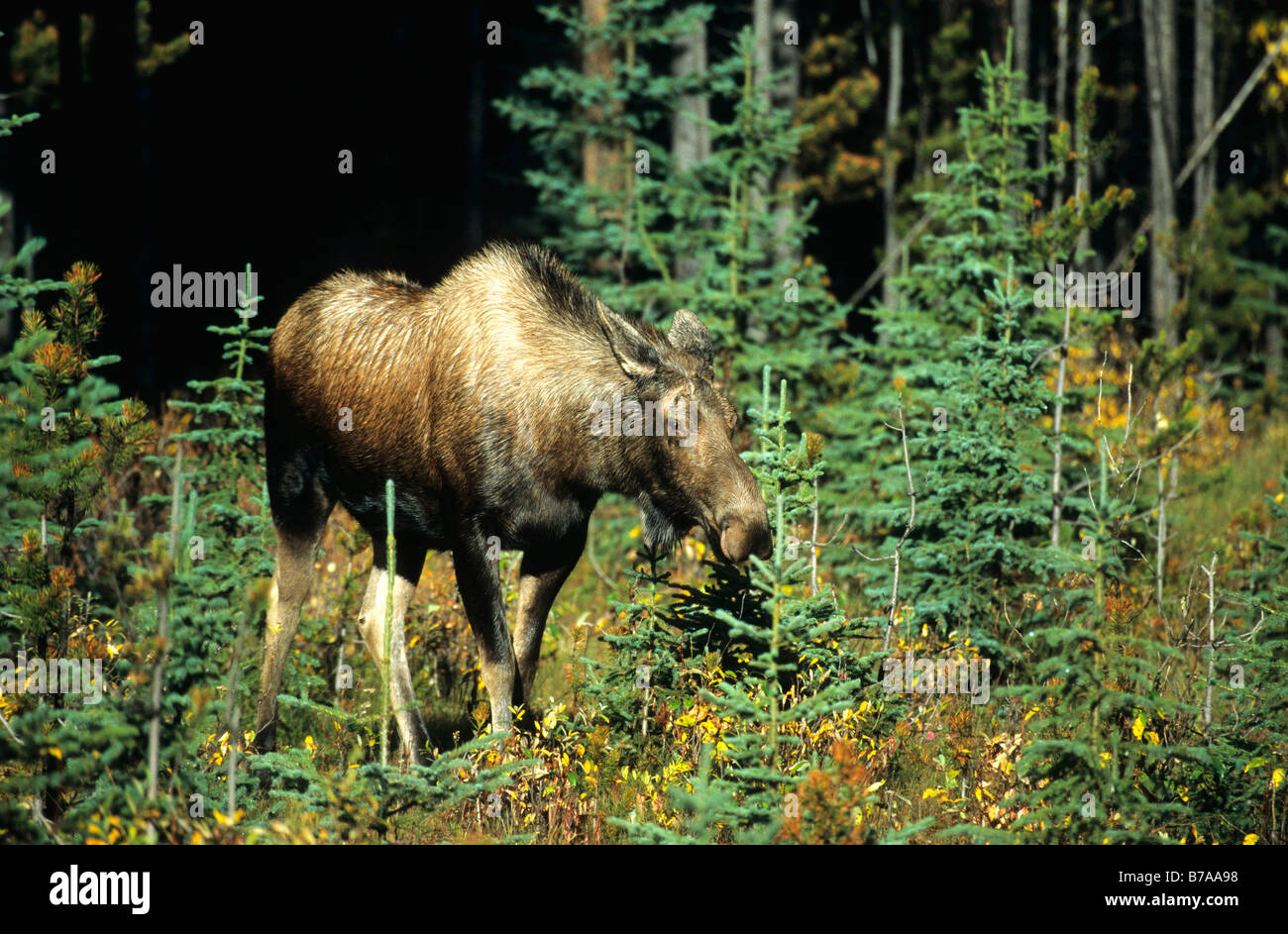 L'orignal ou élan gc (Alces alces), Jasper National Park, Alberta, Canada, Amérique du Nord Banque D'Images