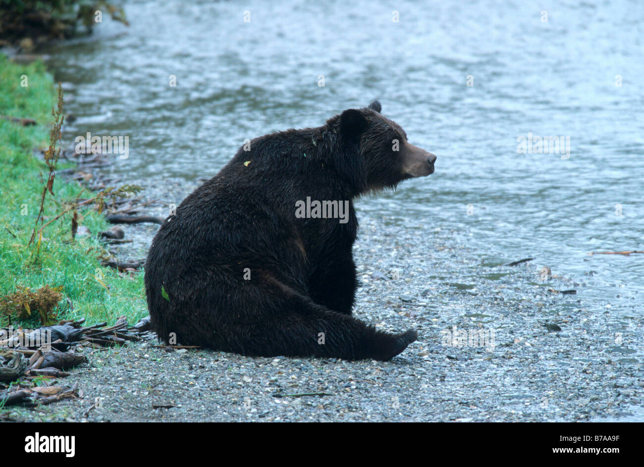 L'Amérique du Nord l'ours brun (Ursus arctos) sur la banque d'un jet, en Alaska, en Amérique du Nord Banque D'Images