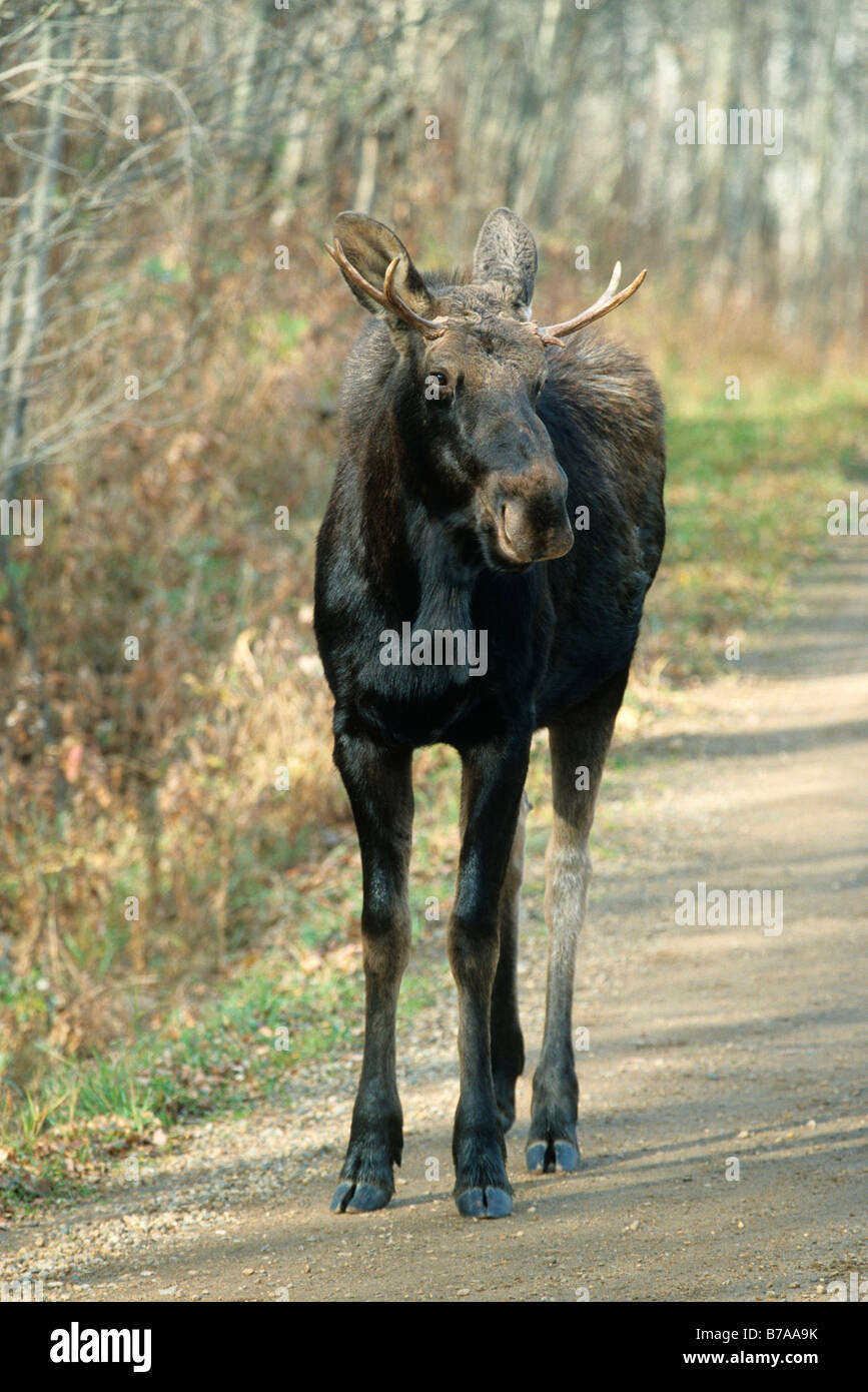 Bull Elk ou l'orignal (Alces alces), d'un an, le parc national Elk Island, en Alberta, au Canada, en Amérique du Nord Banque D'Images