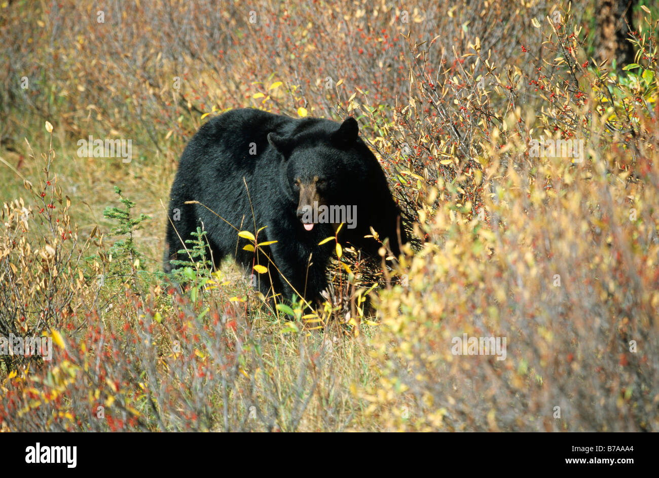 Ours noir (Ursus americanus), l'Alaska, Amérique du Nord Banque D'Images