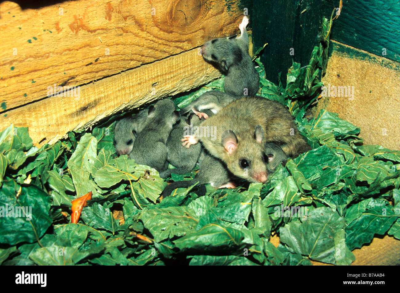 Loir (Glis glis) avec de jeunes animaux dans un nid fait de feuilles, de l'Europe, l'Allemagne, l'Allgaeu Banque D'Images