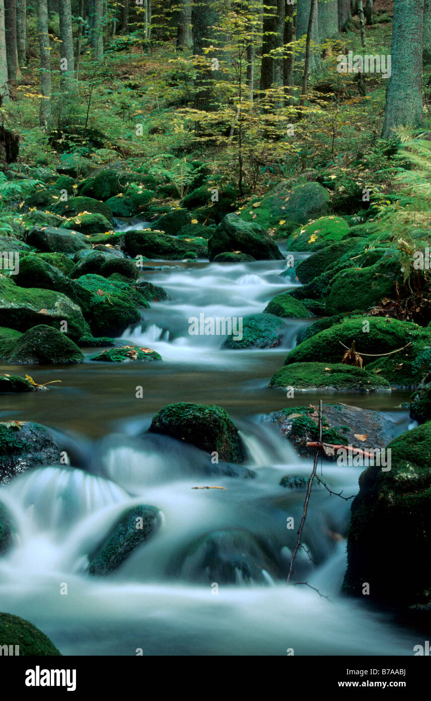 Ruisseau de montagne 'Kleine Ohr' en automne, forêt de Bavière, parc national Bayerischer Wald, Thuringe, Bavière, Allemagne, Europe Banque D'Images
