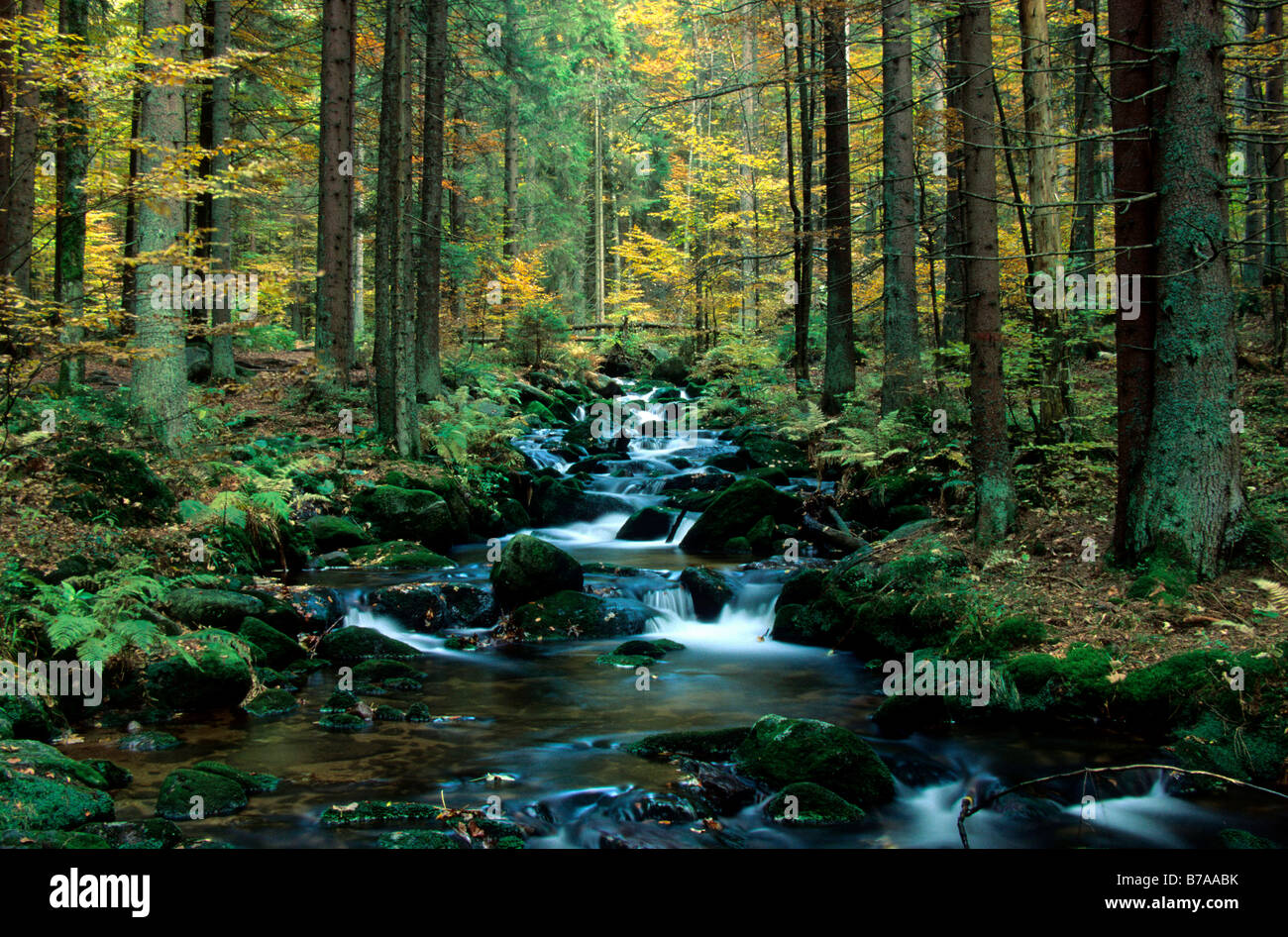 Ruisseau de montagne 'Kleine Ohr' en automne, forêt de Bavière, parc national Bayerischer Wald, Thuringe, Bavière, Allemagne, Europe Banque D'Images