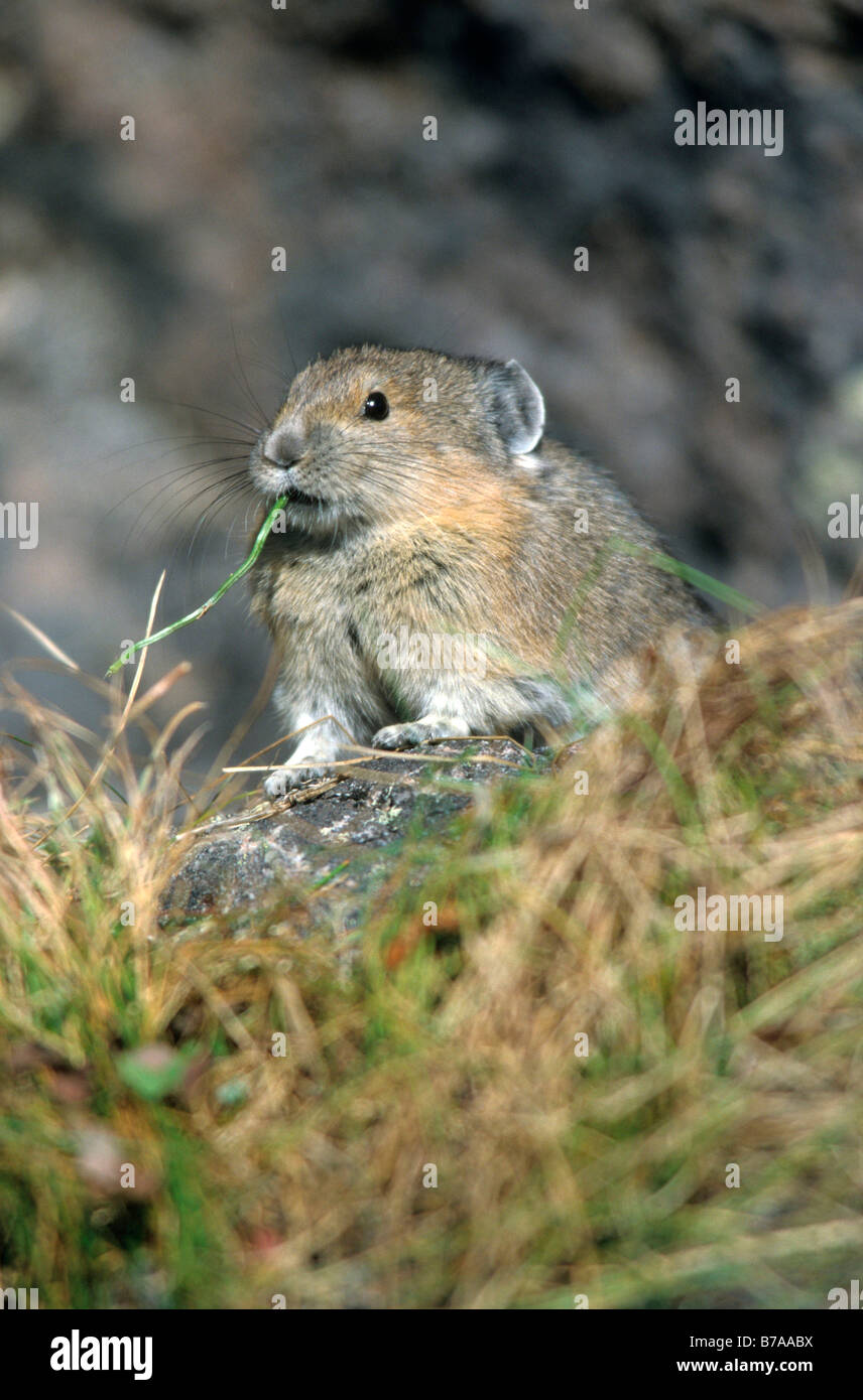 Pica d'Amérique du Nord, de roche ou de Lapin Coney (Ochotona princeps), le parc national du mont Robson, British Columbia, Canada, North Amer Banque D'Images