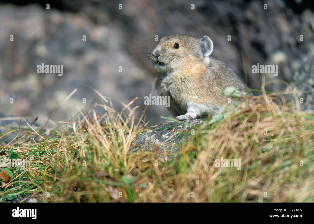 Pika américain (Ochotona princeps), le parc national Denali, Alaska, USA, Amérique du Nord Banque D'Images