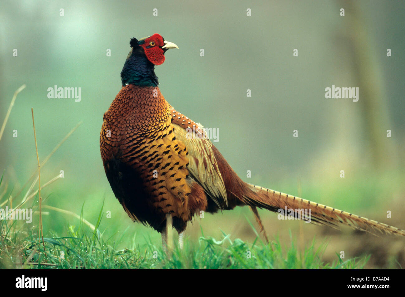 Le faisan commun (Phasianus colchicus) Banque D'Images