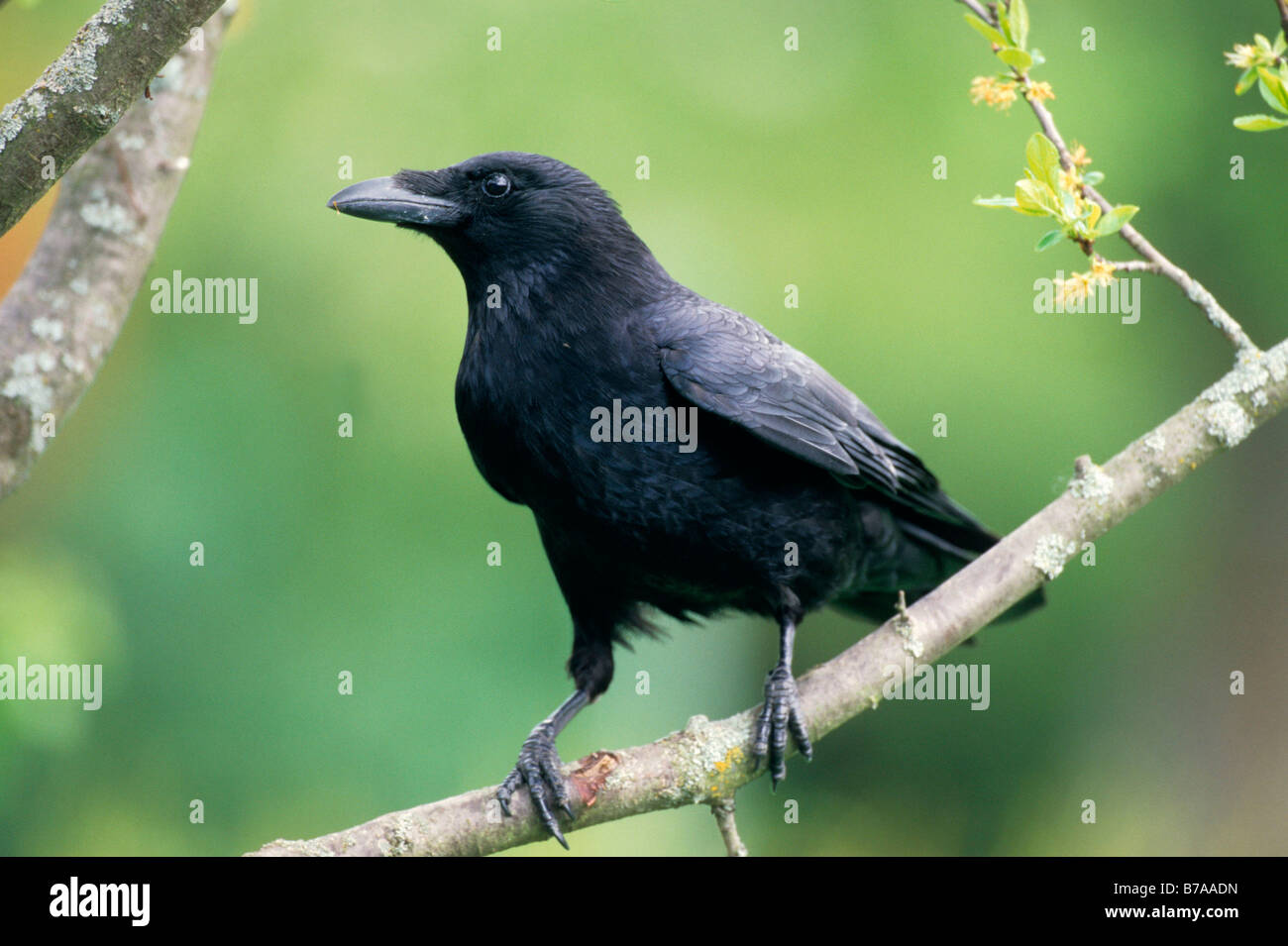 Corneille noire (Corvus corone corone), Allgaeu, Germany, Europe Banque D'Images
