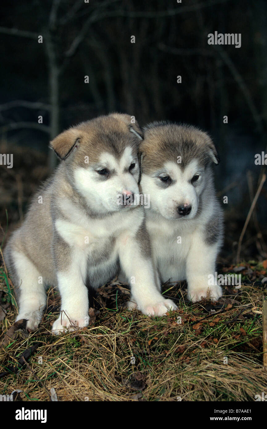 Alaskan Malamute Pup Banque D Image Et Photos Alamy