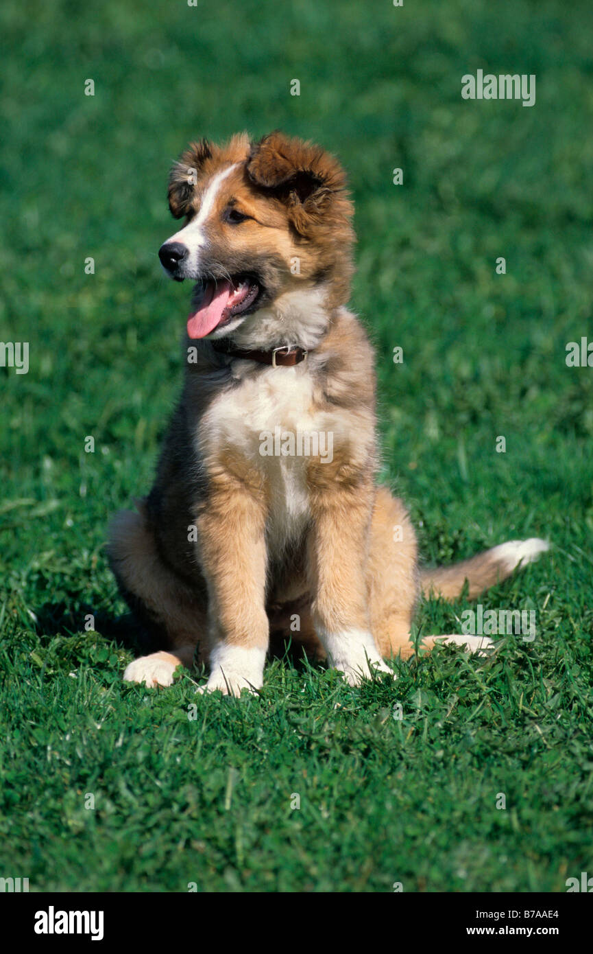 Collie-sheepdog rocé, puppy, 3 mois Banque D'Images