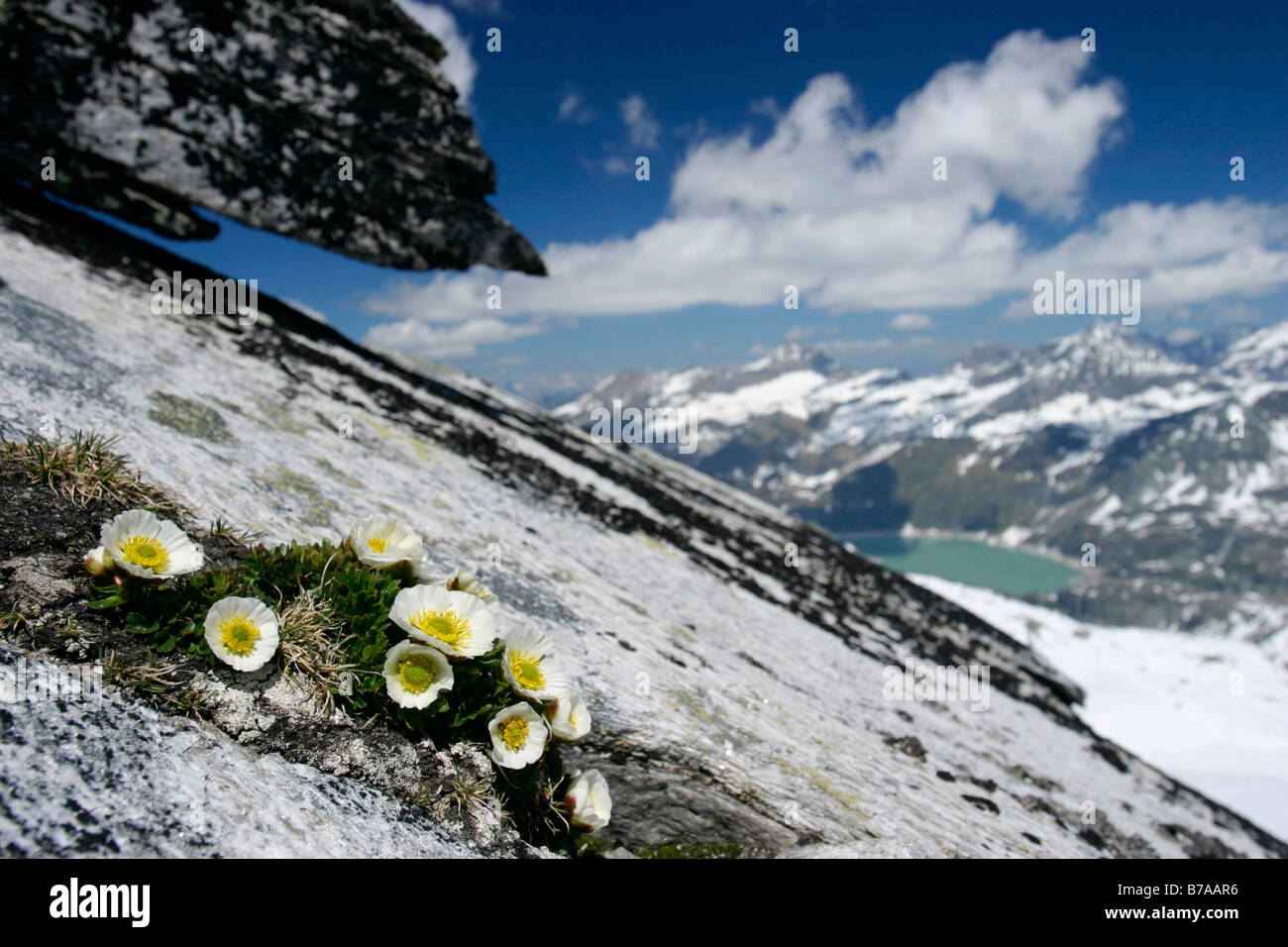 Fleurs sur pic de Stubacher Sonnblick, Parc National du Hohe Tauern, Alpes, France, Europe Banque D'Images