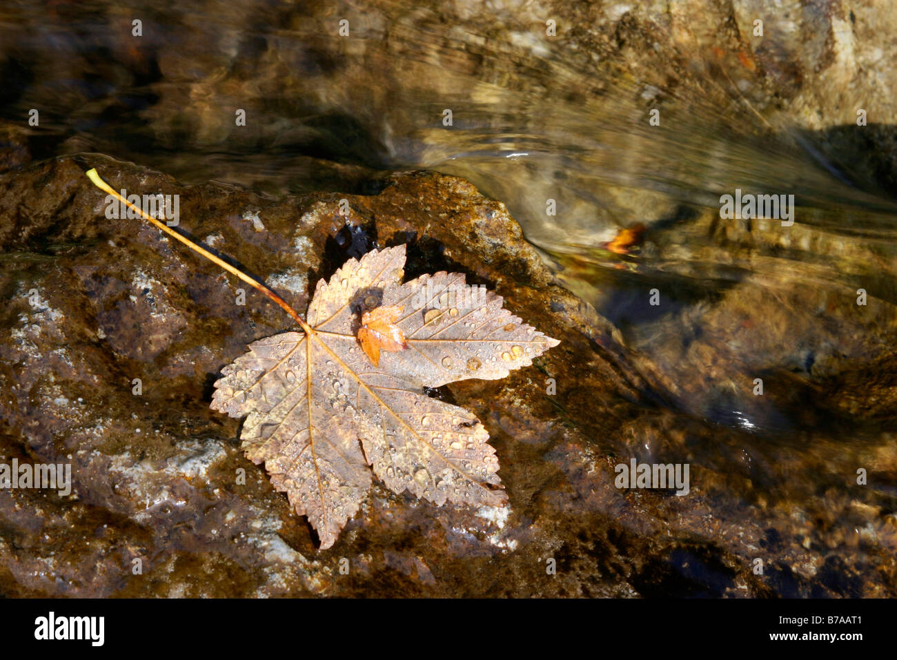 Feuille d'érable, Staneiului, rivière Vladeasa Montagnes, Roumanie, Europe Banque D'Images