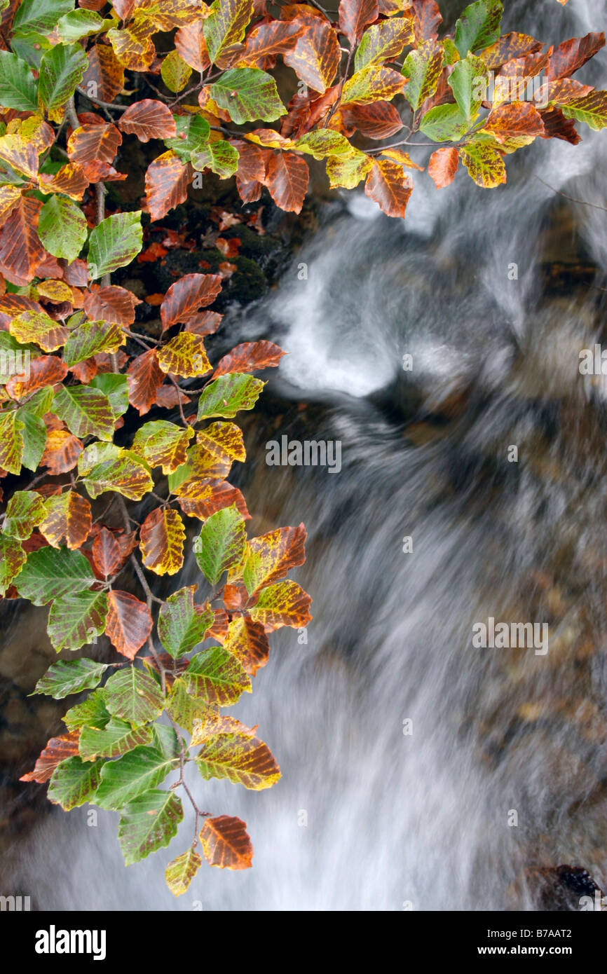 Feuilles de hêtre et chute, Staneiului, rivière Vladeasa Montagnes, Roumanie, Europe Banque D'Images