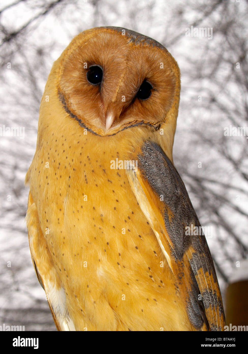 Barn Owl, Commune Effraie des clochers (Tyto alba), portrait Banque D'Images