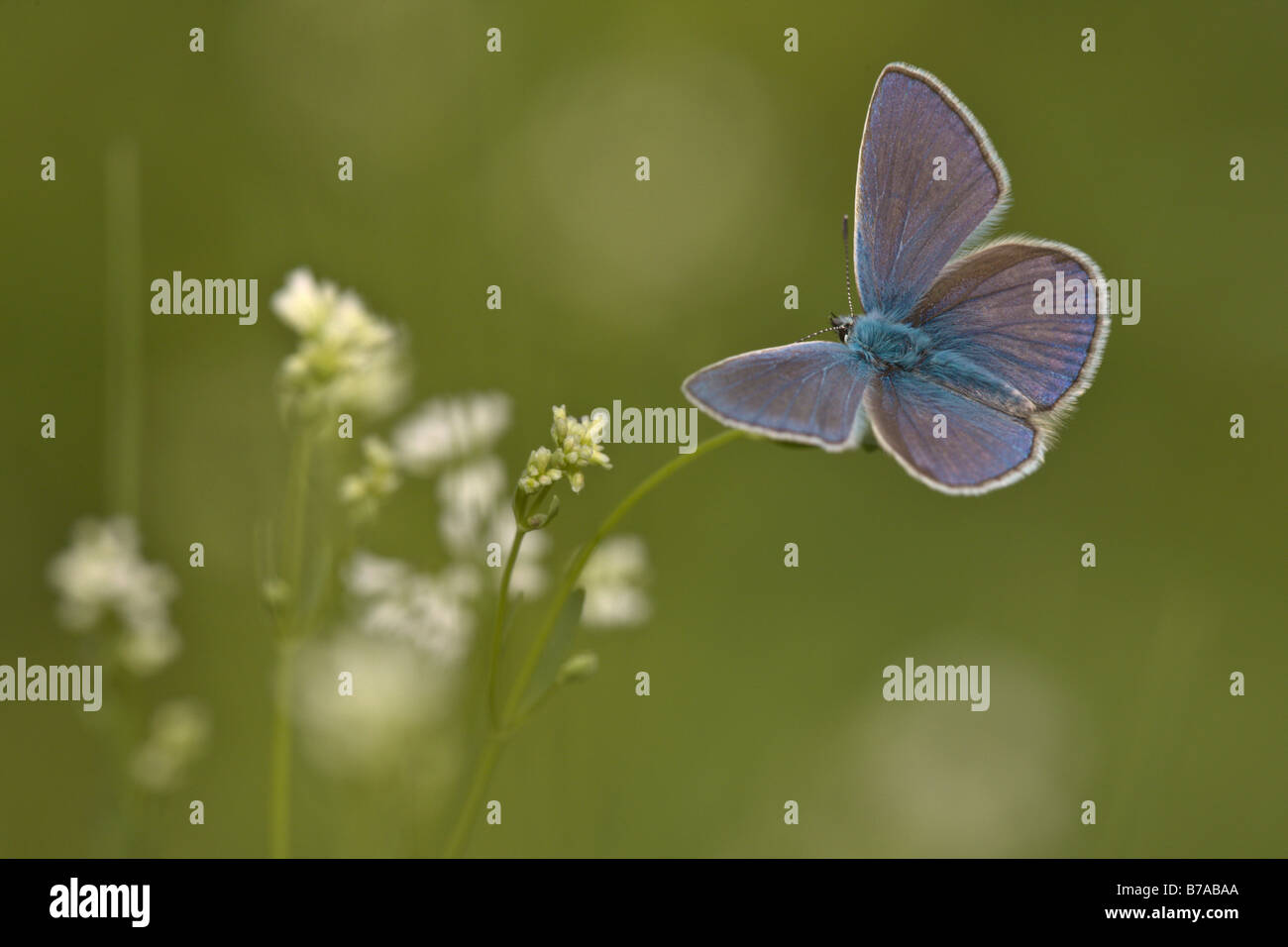 Papillon Bleu commun (Polyommatus icarus), homme avec ailes propagation, Bisamberg, Basse Autriche, Autriche, Europe Banque D'Images