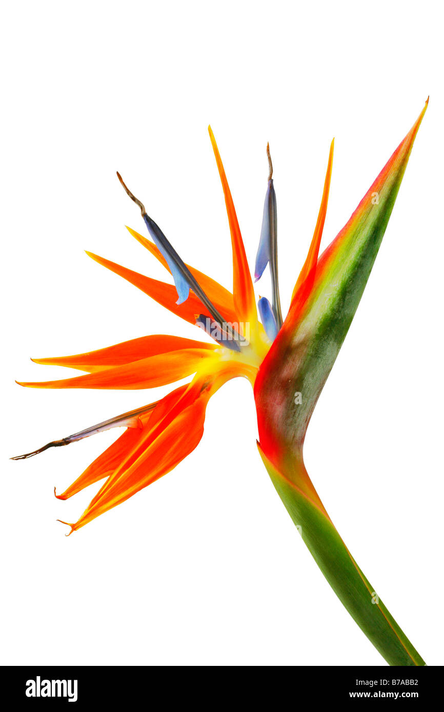 Strelitzia, Crane fleur ou oiseau du paradis (Strelitzia regina) on white Banque D'Images