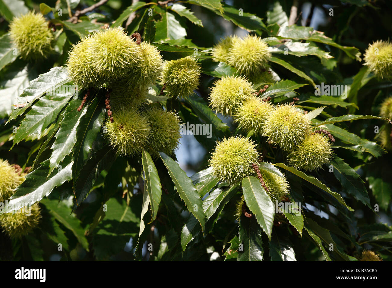 Ripe Châtaignes (Castanea sativa), Styrie, Autriche, Europe Banque D'Images