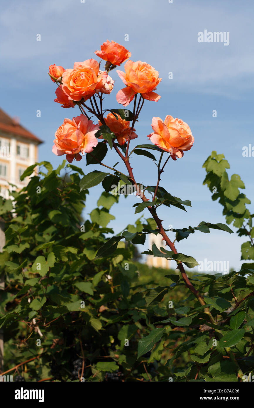 Rose en face de Stainz Palace, Schilcher Schilcher Weinstrasse, Route des Vins, Styrie, Autriche, Europe Banque D'Images