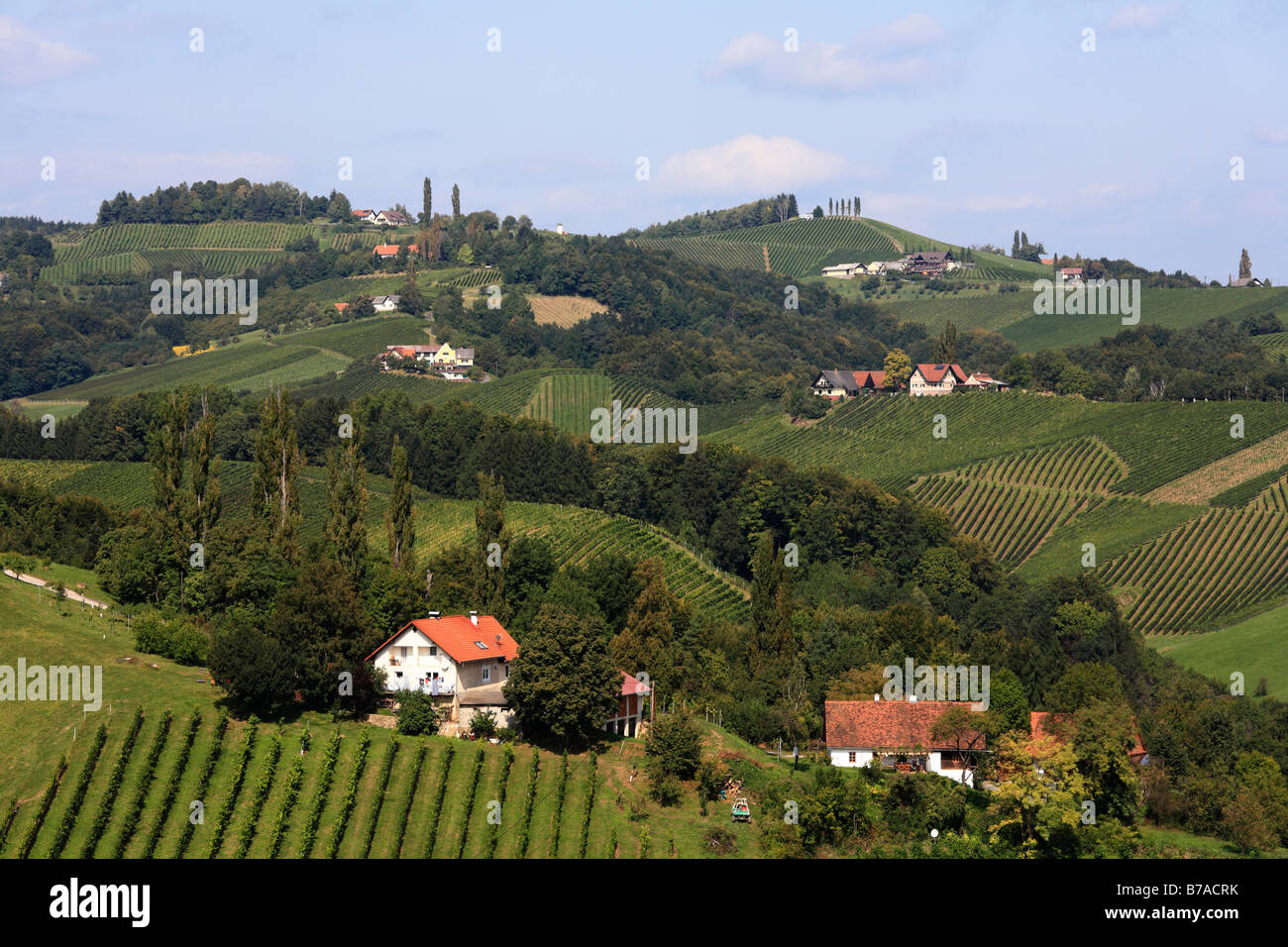Vignobles dans le sud de Langegg, Styrie, Autriche, Europe Banque D'Images