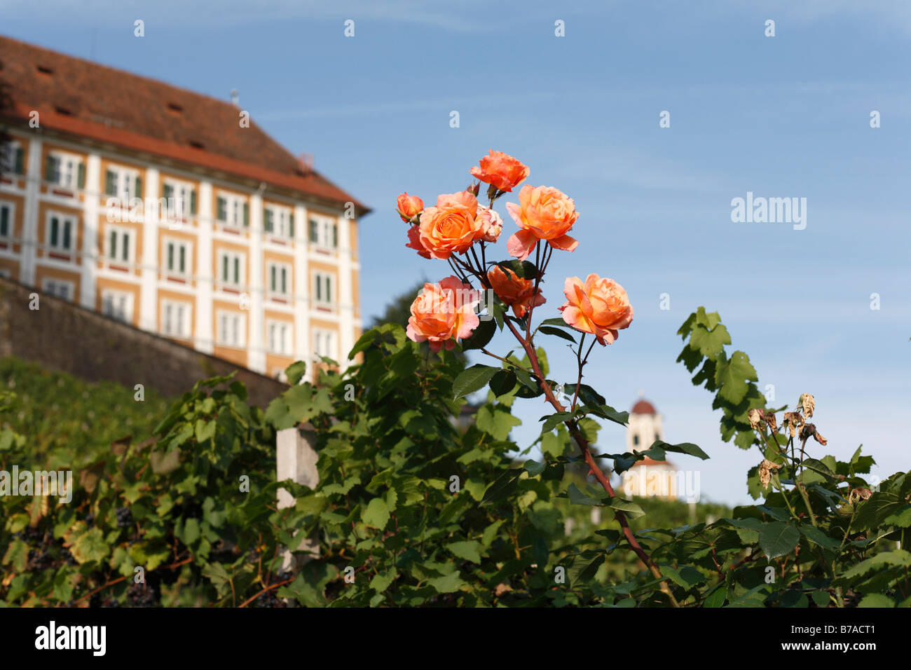 Rose en face de Stainz Palace, Schilcher Schilcher Weinstrasse, Route des Vins, Styrie, Autriche, Europe Banque D'Images