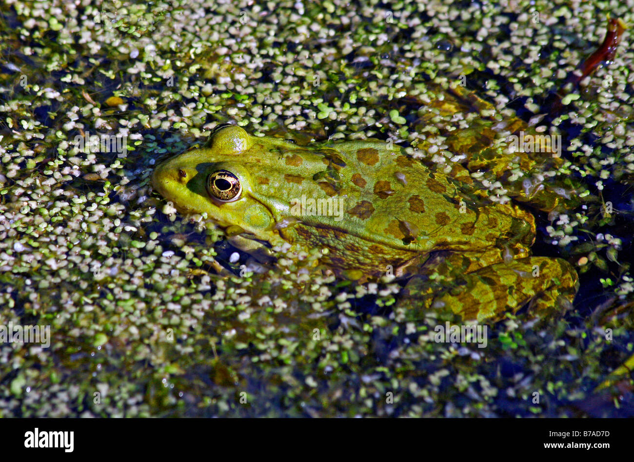L'eau courante, la grenouille (Rana esculenta grenouille comestible) Banque D'Images