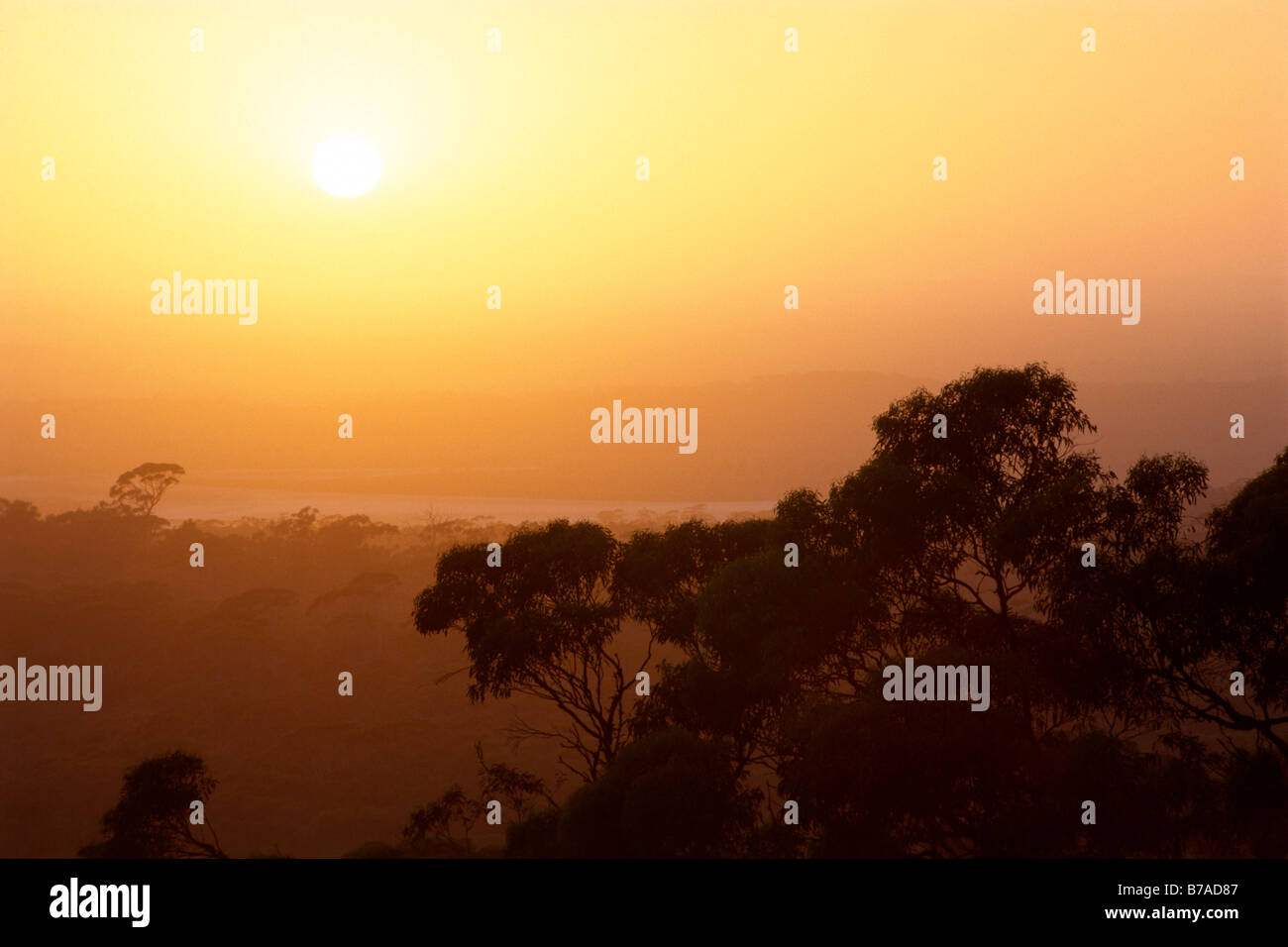 Coucher du soleil au-dessus des forêts d'eucalyptus, le sud de l'Australie, l'Australie Banque D'Images