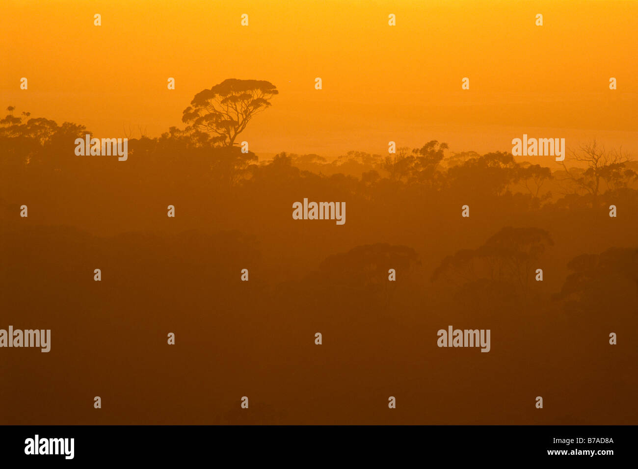 Forêt d'Eucalyptus dans la lumière du soir, le sud de l'Australie, l'Australie Banque D'Images