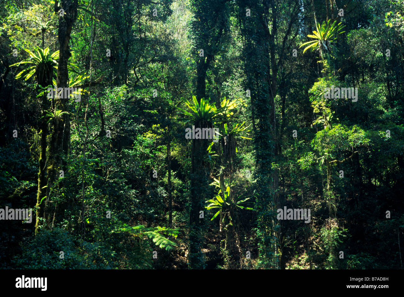 Dans la forêt tropicale du Parc National de Lamington, Queensland, Australie Banque D'Images