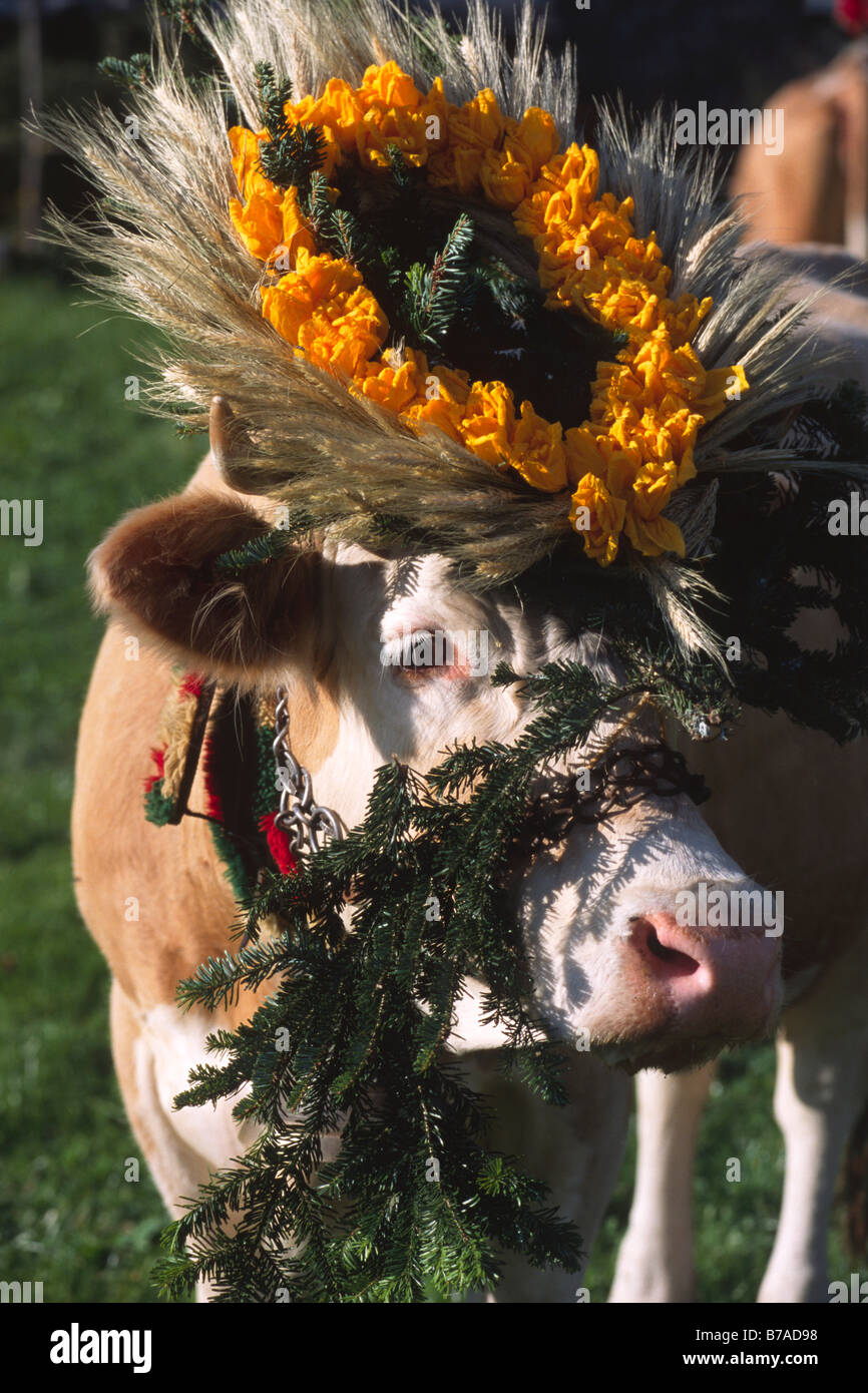 Décoré vache, la transhumance, Tyrol du Nord, l'Autriche, Europe Banque D'Images
