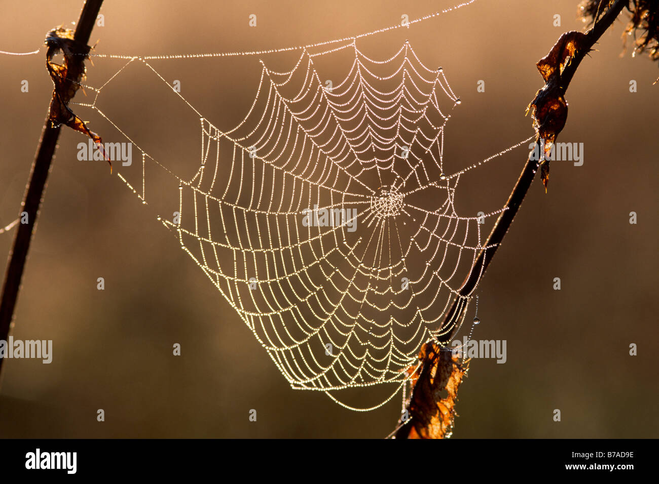 Spiders web dans la rosée du matin nacré, Tyrol du Nord, l'Autriche, Europe Banque D'Images