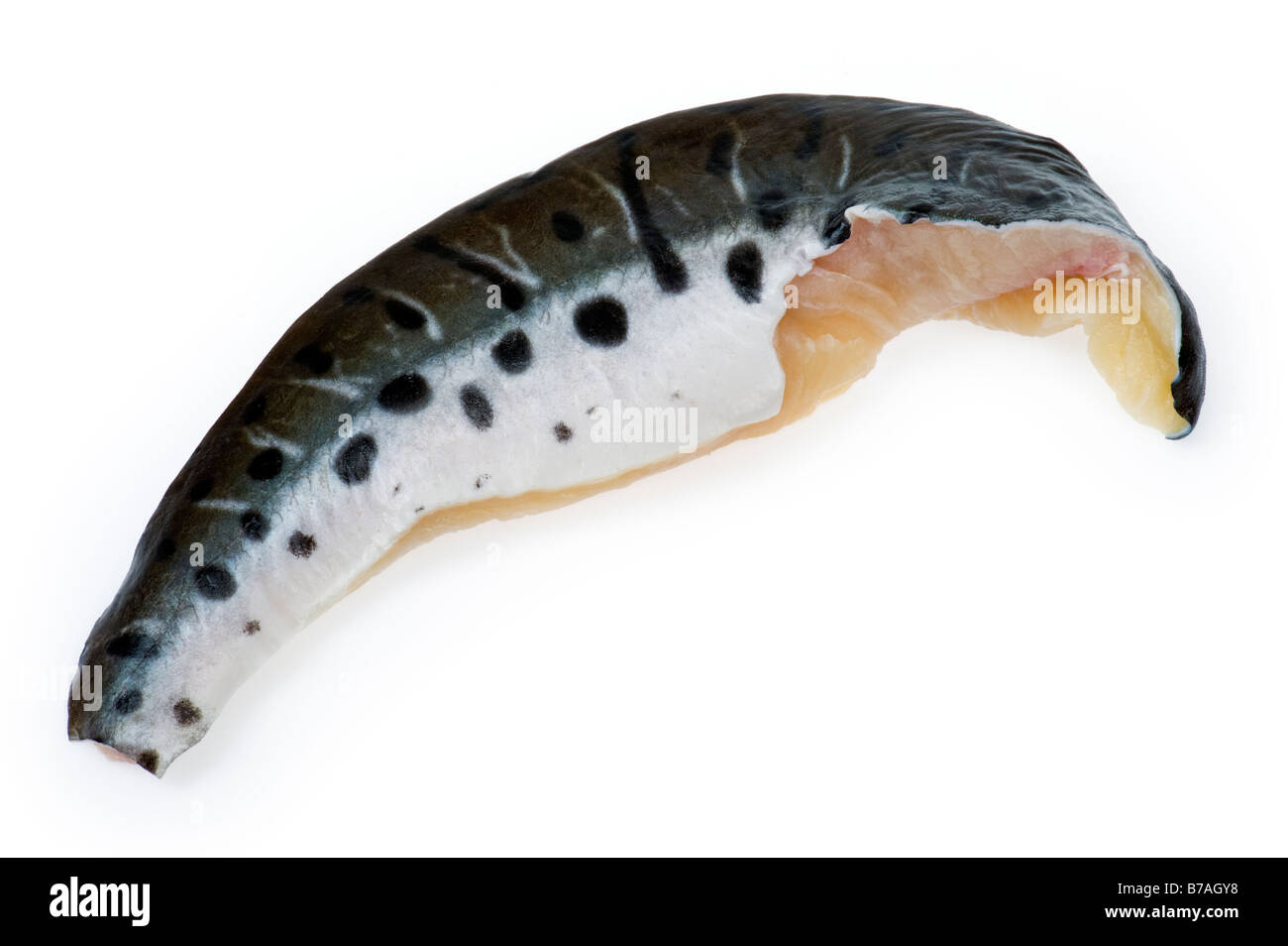 Filet de poisson-tigre Pseudoplatystoma fasciatum brasil filet filet a souligné les points noir et blanc tacheté de taches bw belle peau Banque D'Images