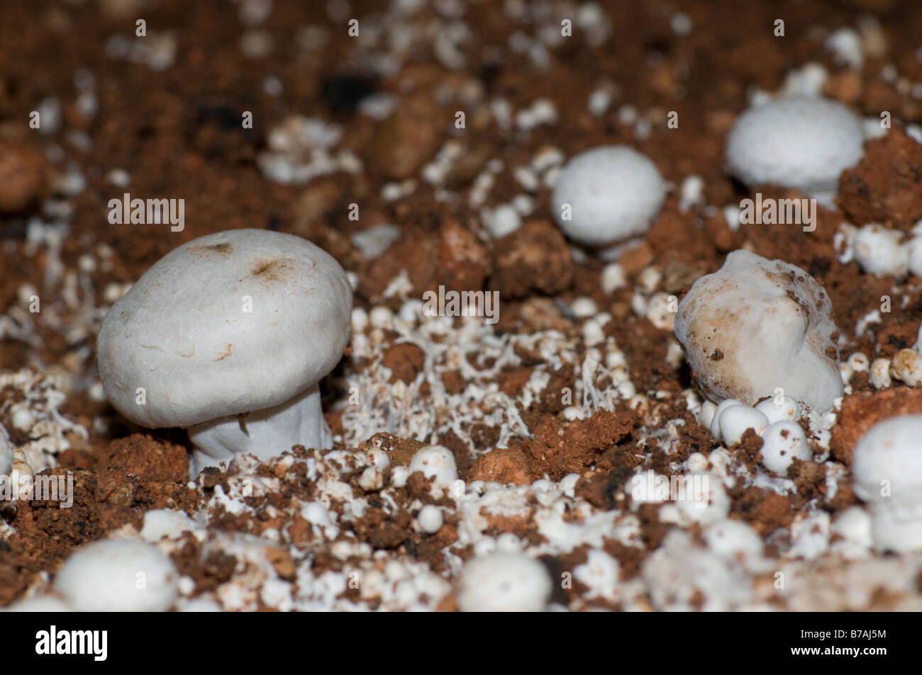 Mushroom attaqué par la maladie dans une exploitation de champignons Banque D'Images