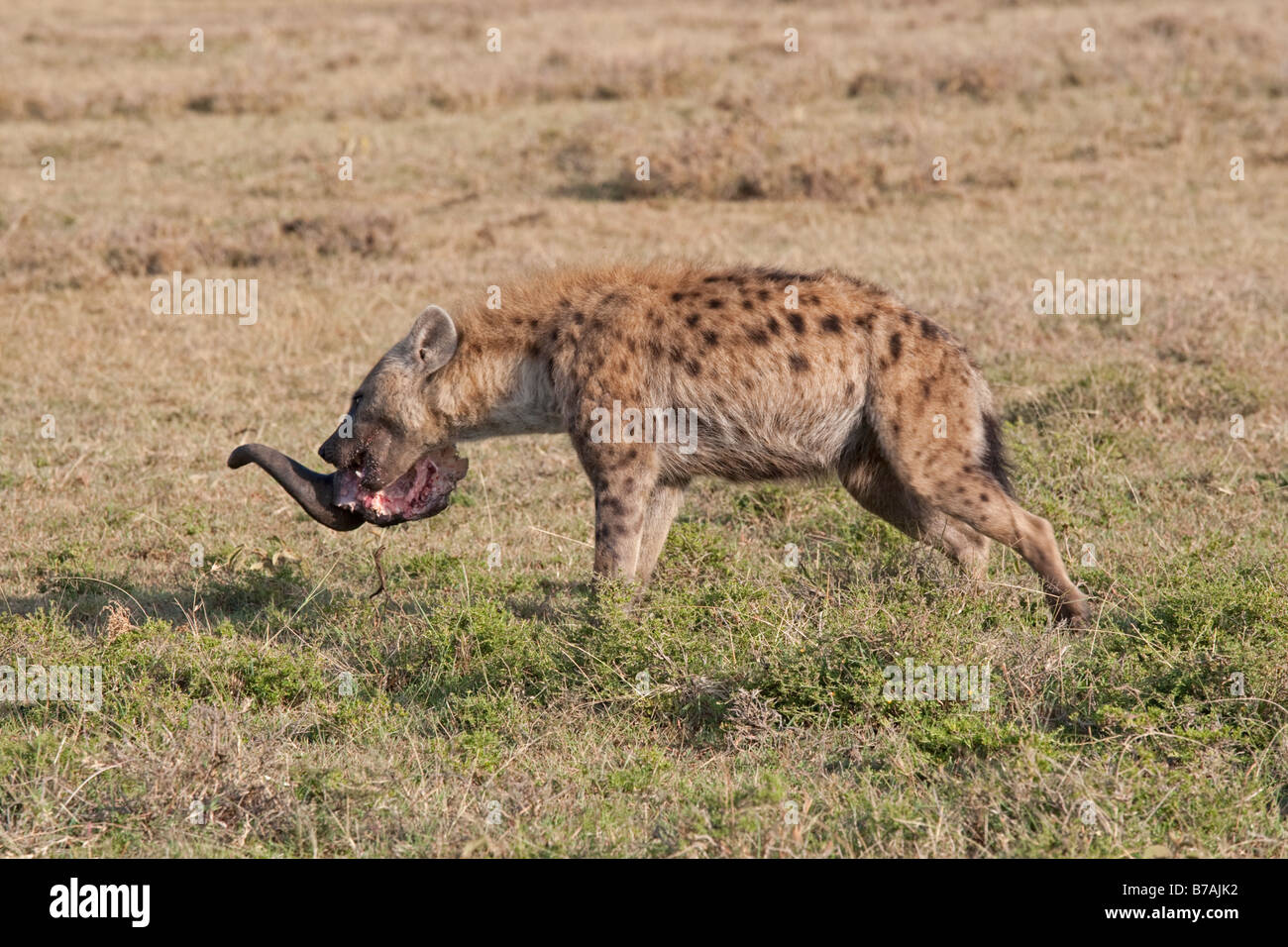 L'hyène tachetée Crocuta crocuta manger crâne ouvert sur les plaines de savane du nord Kenya réserve Masai Mara Banque D'Images