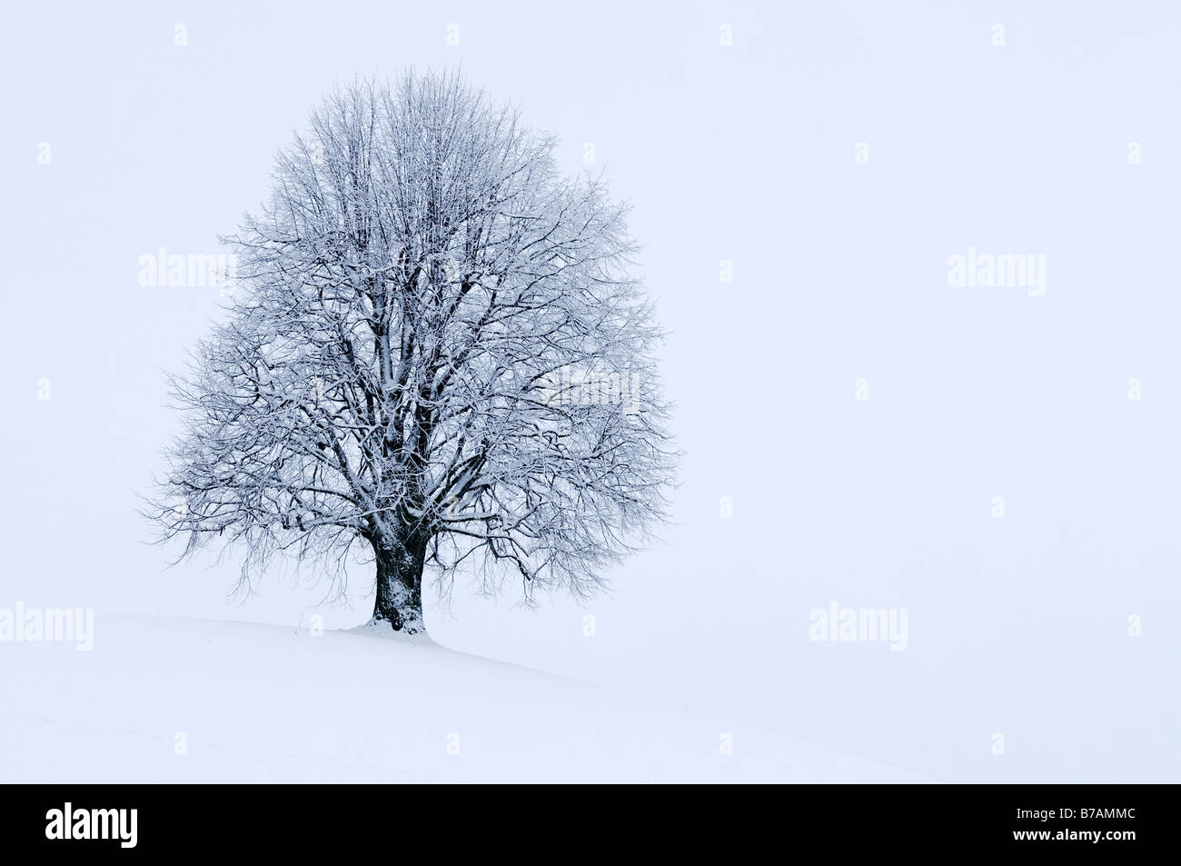 La chaux, Linden, le tilleul (Tilia) sur moraine couverte de neige fraîchement hill Banque D'Images