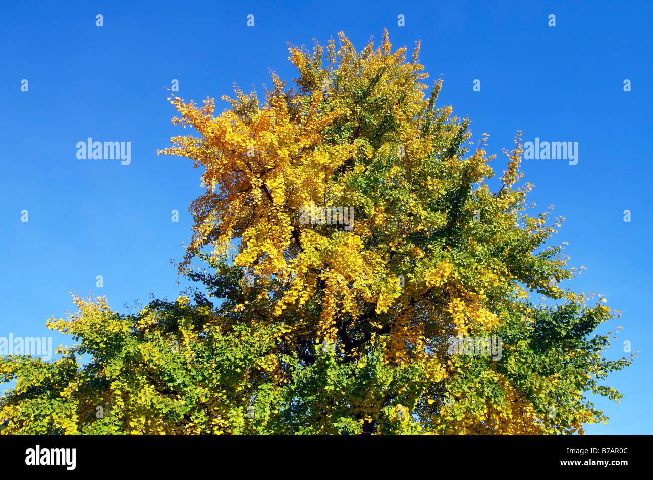 Arbre de Ginkgo, l'arbre aux 40 écus (ginkgo biloba), feuilles à l'automne feuillage jaune, couleurs, plante médicinale Banque D'Images