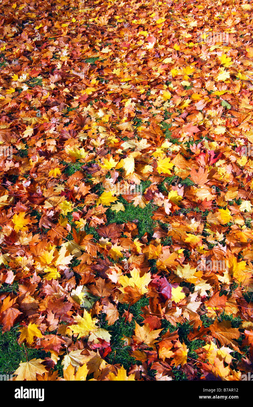 Feuilles aux couleurs automnales sur une pelouse, feuilles d'érable (Acer spec.), l'automne feuilles d'automne, en couleurs automnales Banque D'Images