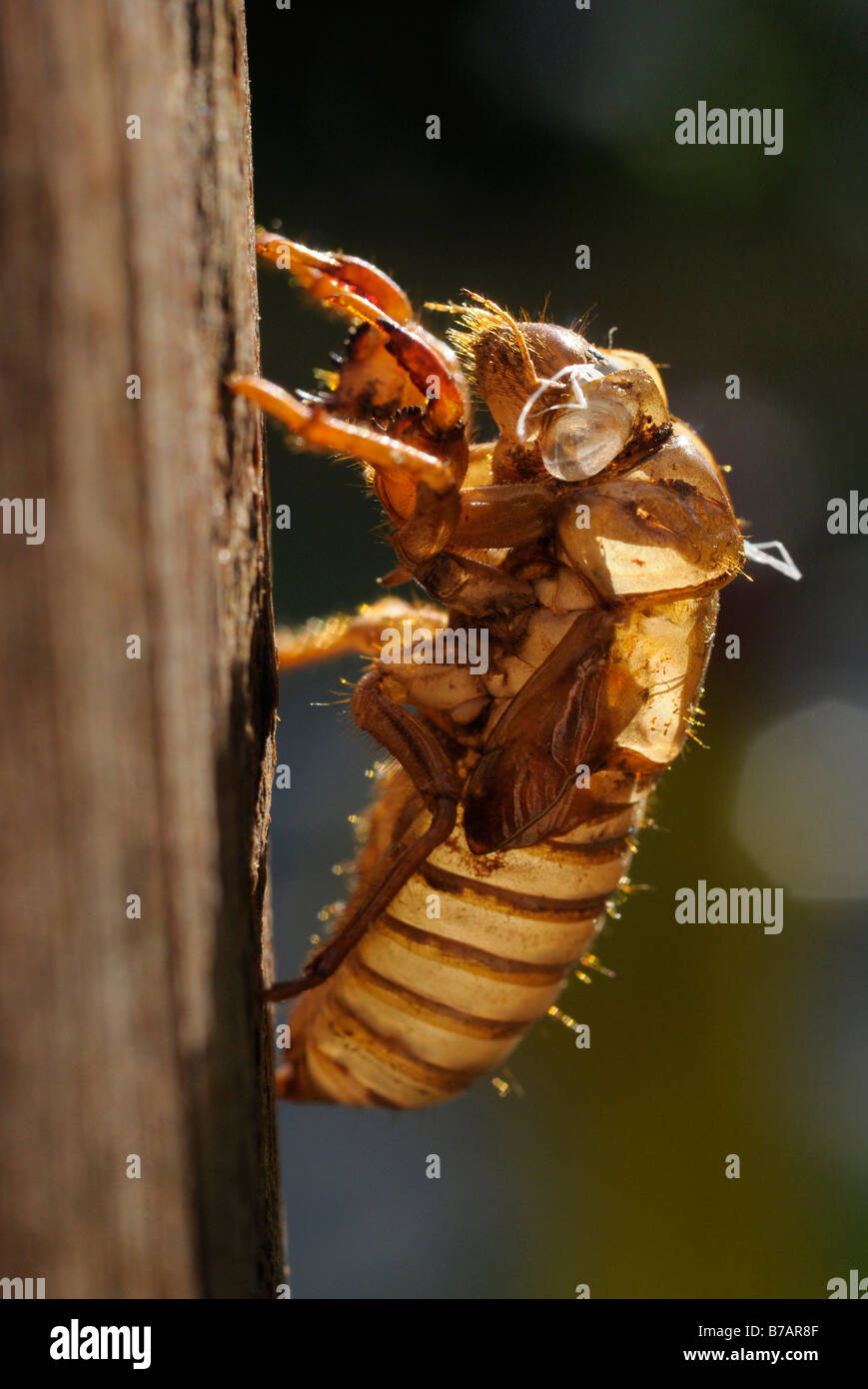 Jeter la peau larvaire de 17 ans cigale périodique (Pristimantis septendecim)effusion de la vieille peau larvaire Banque D'Images