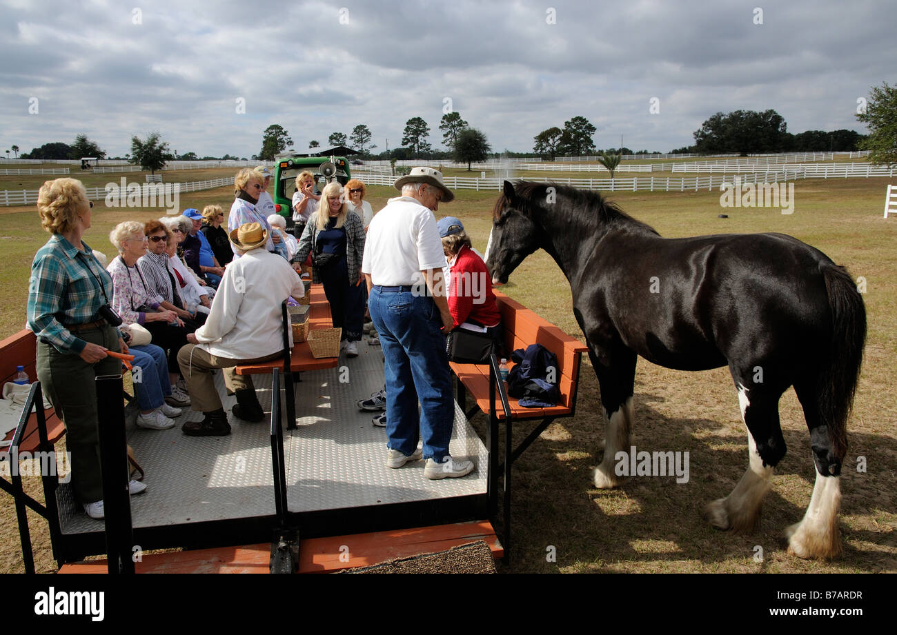 Nouvelle Angleterre Shire Horse Center Ocala en Floride USA visiteurs sur le tracteur visite guidée de la ferme Banque D'Images