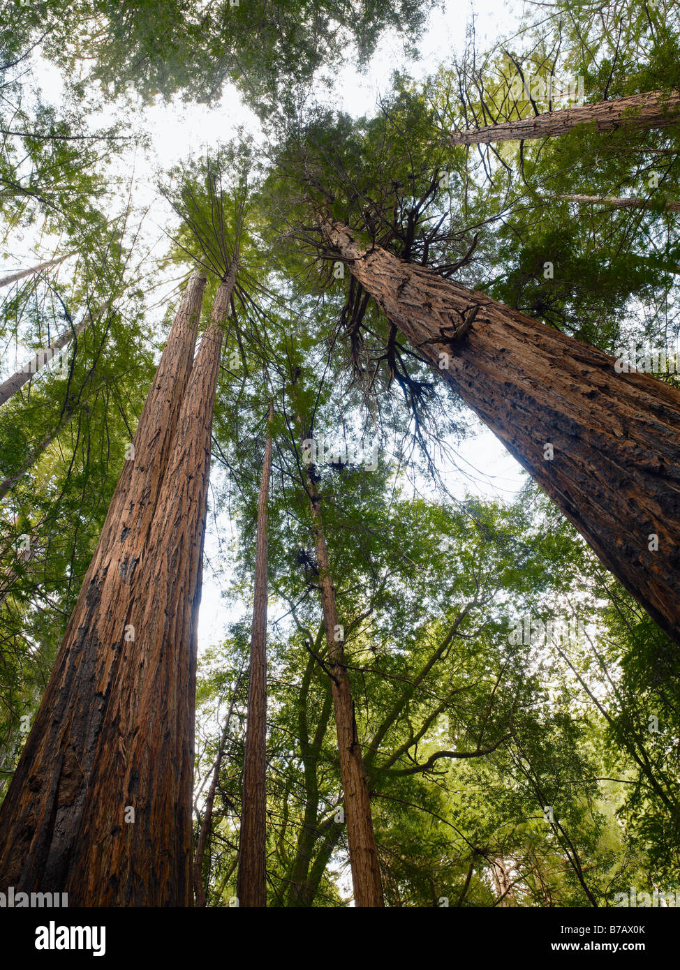 Portrait de jeune fille et garçon en face Muir Woods National Monument, California, USA Banque D'Images