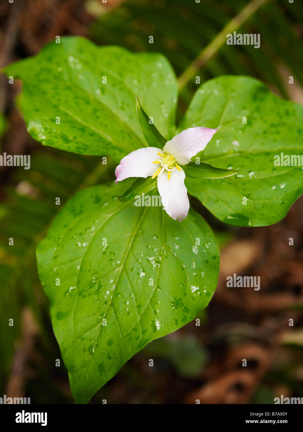 Réseau Trillium pour le sol de la forêt de Muir Woods National Monument, California, USA Banque D'Images