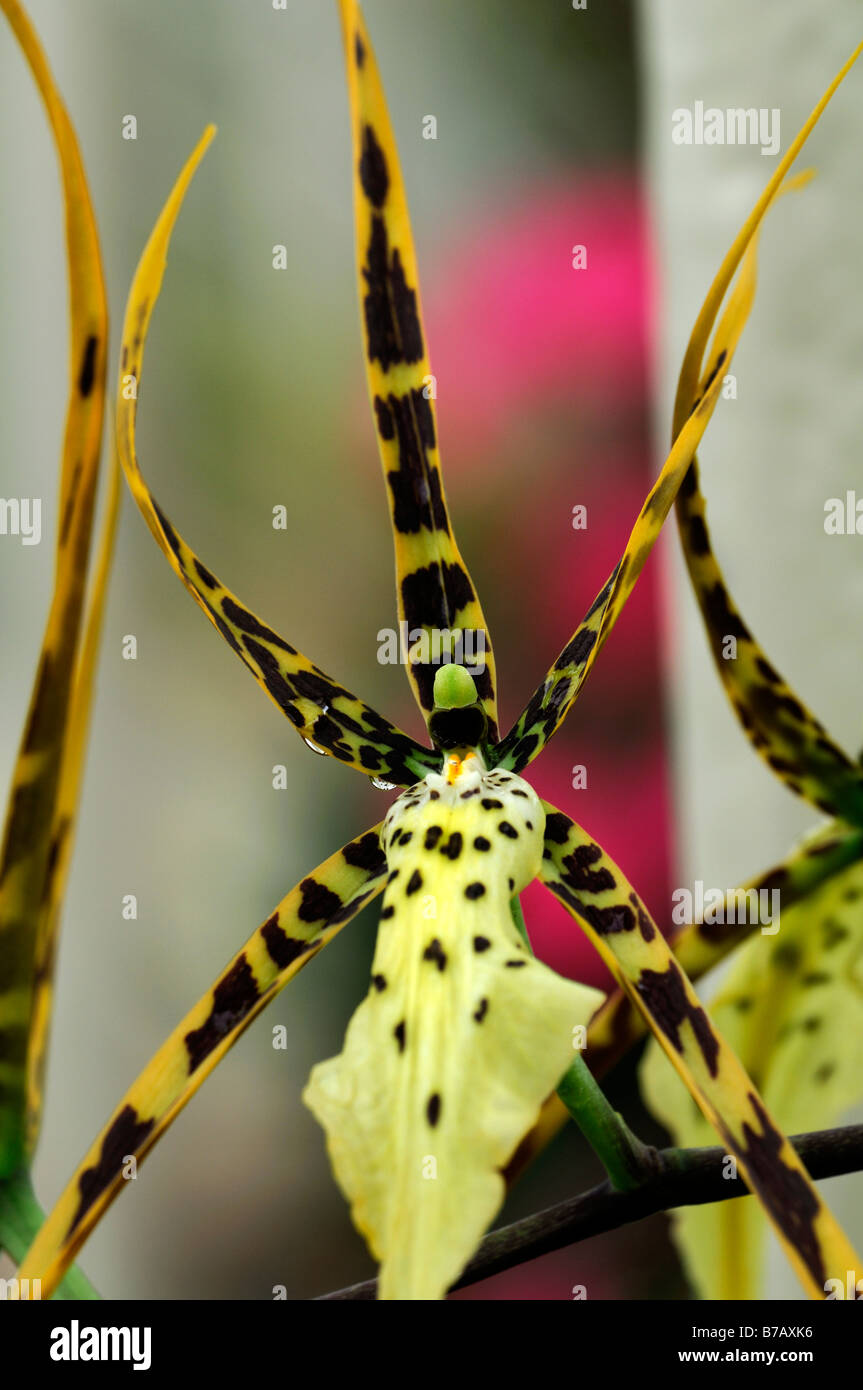 Brassia Rex orchidée araignée exotiques tropicaux imitent la forme inhabituelle Banque D'Images Brassia Rex orchidée araignée exotiques tropicaux imitent la forme inhabituelle Banque D'Images