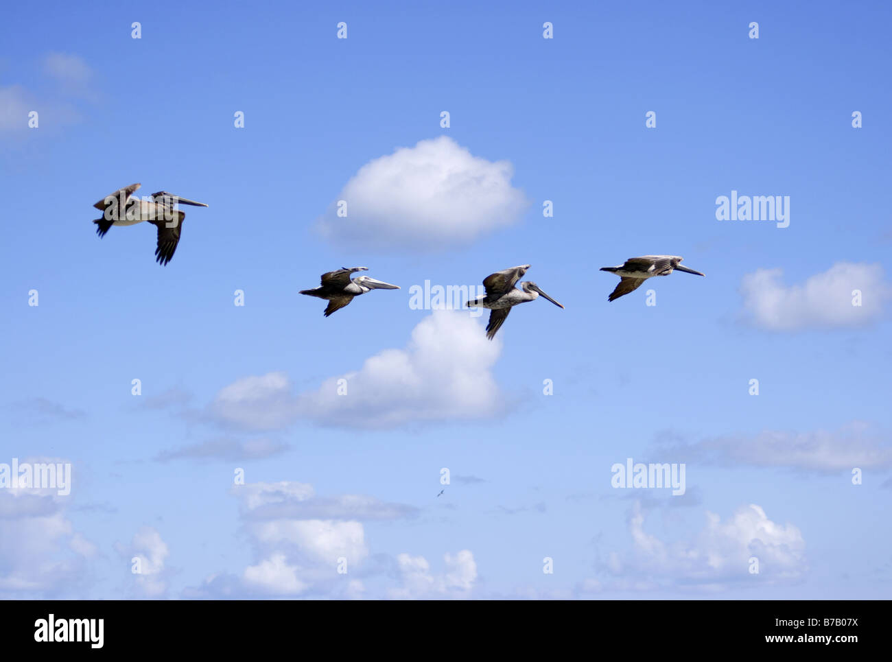 Le Pélican brun en vol, Isla Contoy, Mexique Banque D'Images